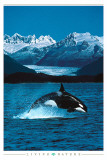 Orca