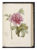 Buy Peony, from 'Description Des Plantes Rares Et Cultivees a Malmaison Et a Navarre' by Aime Bonpland at AllPosters.com