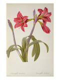 Buy Amaryllis Brasiliensis, from `Les Liliacees' by Pierre Redoute, 8 Volumes, Published 1805-16, at AllPosters.com