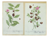 Buy Tea and China Tea, Plate from 'Herbarium Blackwellianum' Published 1757 in Nuremberg, Germany at AllPosters.com
