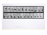 Buy Flying Bird, Plate 756 from 'Animal Locomotion', 1887 at AllPosters.com