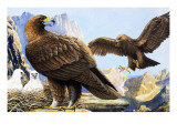 Buy King of Birds, from 'Nature Wonderland', 1970 at AllPosters.com