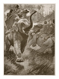Buy The Frightened Elephants Rushed Back Crashing Through the Forest at AllPosters.com