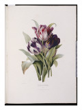 Buy Tulips, from 'A Fine Series of Floral Bouquets' at AllPosters.com