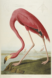 American Flamingo, from 'The Birds of America'