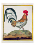 Buy Cockerel, from 'Histoire Naturelle Des Oiseaux' by Georges De Buffon at AllPosters.com