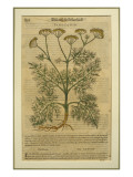 Fennel, a Botanical Plate from the 'Discorsi' by Pietro Andrea Mattioli