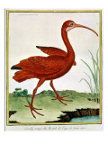 Buy Histoire Naturelle Des Oiseaux - Le Courly Rouge at AllPosters.com