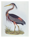 Purple Heron, from 'Illustration of British Ornithology'