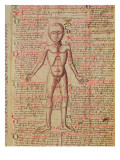 Buy Anatomy of the Human Body, from 'Tractatus De Pestilencia' at AllPosters.com