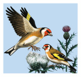 Buy The Countryside in September, Illustration from 'Peeps at Nature', 1966 at AllPosters.com