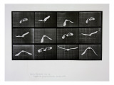 Buy Bird in Flight, Plate 762 from 'Animal Locomotion', 1887 at AllPosters.com