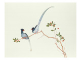 Red-Billed Blue Magpies, on a Branch with Red Berries, Ch