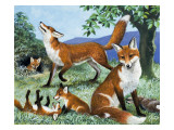 Buy Our Island's Hunters, from 'Nature's Kingdom' at AllPosters.com