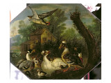 Buy Ornamental Waterfowl and their Ducklings on a Mill Pond at AllPosters.com