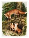 The Fox Family, Illustration from 'Once Upon a Time', 1971