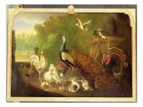 Buy A Peacock, Turkey and Other Birds in an Ornamental Garden at AllPosters.com