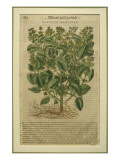 Basil, a Botanical Plate from the 'Discorsi' by Pietro Andrea Mattioli