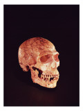 Buy Neanderthal Skull, Discovered on Mt Carmel, Palestine C.1920 at AllPosters.com