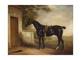 Buy Portrait of Buckle, First Lord Chesham's Hunter, 1836 at AllPosters.com