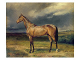 Buy Abdul Medschid' the Chestnut Arab Horse, 1855 at AllPosters.com