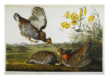 Pinnated Grouse. Greater Prairie Chicken
