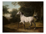 A Grey Arab Stallion in a Wooded Landscape