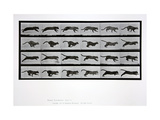 Buy Cat Running, Plate 720 from 'Animal Locomotion', 1887 at AllPosters.com