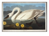 Common American Swan. Whistling Swan