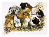 Buy All Sorts of Guinea Pigs, 1972 at AllPosters.com