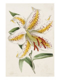 Buy Lily, from 'The Floral Magazine', 1861-71 at AllPosters.com