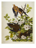 Carolina Turtledove. Mourning Dove,