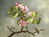 Apple Blossoms and a Hummingbird, 1875
