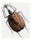 Buy Weevil, of the Beetle Family, 1966 at AllPosters.com