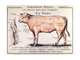 Veal: Diagram Depicting the Different Cuts of Meat Giclee Print
