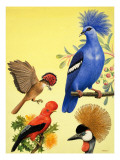 Buy Nature Wonderland: Birds with Crowns, 1970 at AllPosters.com