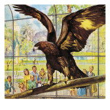 Who's Who at the Zoo: Fly-Away Goldie