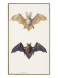 Buy Long-Eared Bat and a Common Bat, 1834 at AllPosters.com