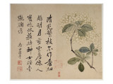 Hydrangeas, from an Album of Ten Leaves