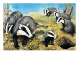 Buy Badgers, from 'Nature Wonderland', 1970 at AllPosters.com