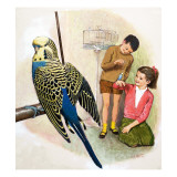 B Is for Budgerigars, Illustration from 'Treasure'