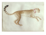 Bounding Cheetah with a Red Collar