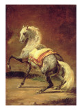 Dappled Grey Horse