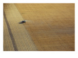 Buy A Tractor Harvesting at AllPosters.com