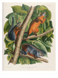 Red-Bellied Squirrel