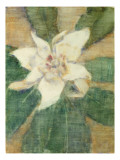Buy Magnolia Grandiflora at AllPosters.com