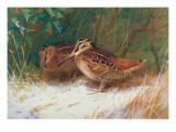 Woodcock in the Undergrowth