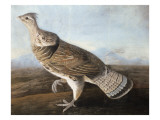 Ruffed Goose, C.1812
