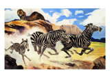 Lion Hunting Zebras Giclee Print