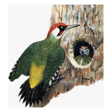 Buy Woodpecker and Chick at AllPosters.com